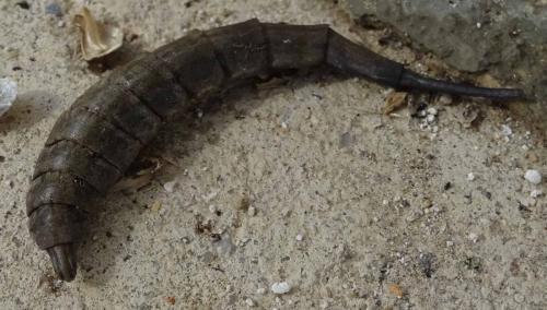Stratiomys sp.